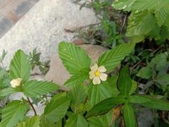 Malvastrum coromandelianum