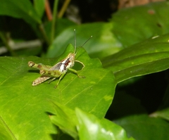 Pirithoicus ophthalmicus