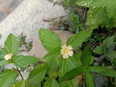 Malvastrum coromandelianum