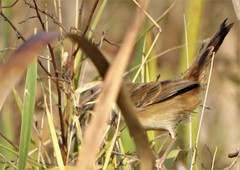 Prinia subflava pondoensis
