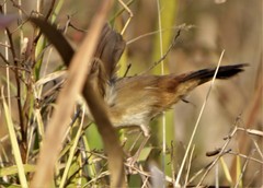 Prinia subflava pondoensis