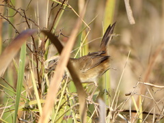 Prinia subflava pondoensis