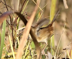 Prinia subflava pondoensis
