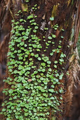 Corybas grumulus
