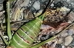 Steropleurus pseudolus