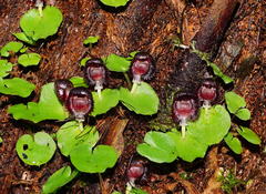 Corybas grumulus