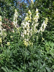 Aconitum lycoctonum