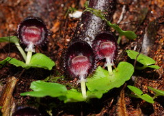 Corybas grumulus