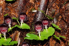Corybas grumulus
