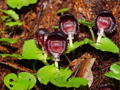 Corybas grumulus