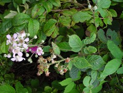 Rubus rubritinctus