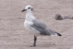 Leucophaeus pipixcan