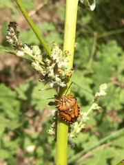 Carpocoris mediterraneus