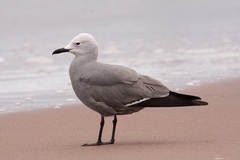 Leucophaeus modestus