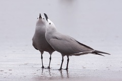 Leucophaeus modestus