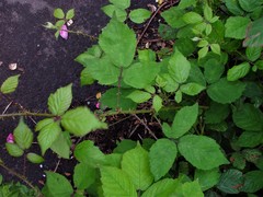 Rubus rubritinctus