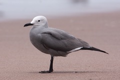 Leucophaeus modestus