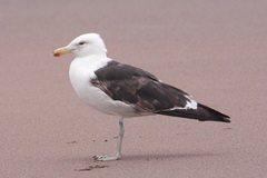 Larus dominicanus