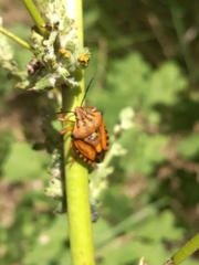Carpocoris mediterraneus