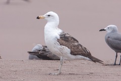 Larus dominicanus