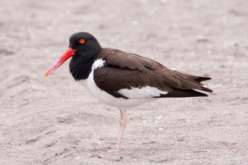 Mainland American Oystercatcher
