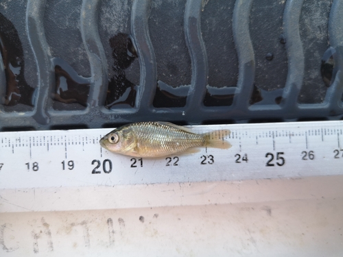 karas striebristý (Carassius gibelio)
