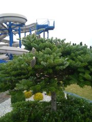 Abies koreana