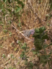 Muschampia floccifera