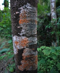 Caloplaca cinnabarina