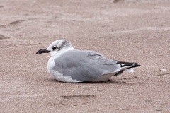 Leucophaeus pipixcan