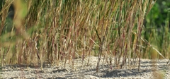 Thinopyrum distichum
