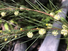 Acacia quadrilateralis
