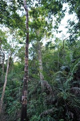 Caloplaca cinnabarina