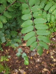 Sorbus aucuparia