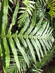 Blechnum nudum