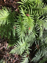 Blechnum nudum