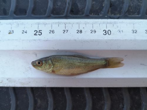 Linjak (Tinca tinca)