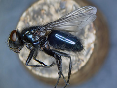 Protophormia terraenovae