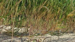 Thinopyrum distichum