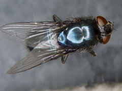 Protophormia terraenovae