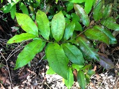 Eupomatia laurina