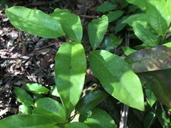 Eupomatia laurina