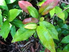 Eupomatia laurina