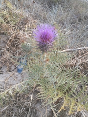 Cynara cardunculus cardunculus