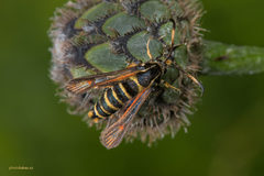 Bembecia ichneumoniformis