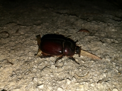 Oryctes nasicornis corniculatus