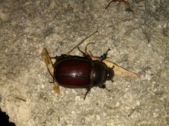 Oryctes nasicornis corniculatus