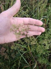 Galium mollugo