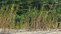 Thinopyrum distichum