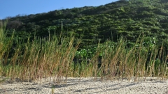 Thinopyrum distichum